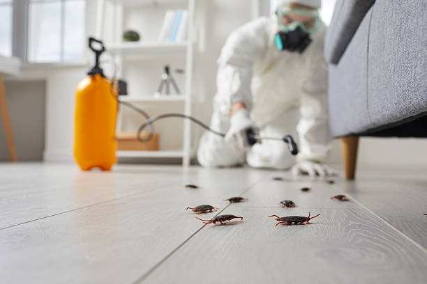 Post-Treatment Bed Bug Interceptor Monitoring in Grayling